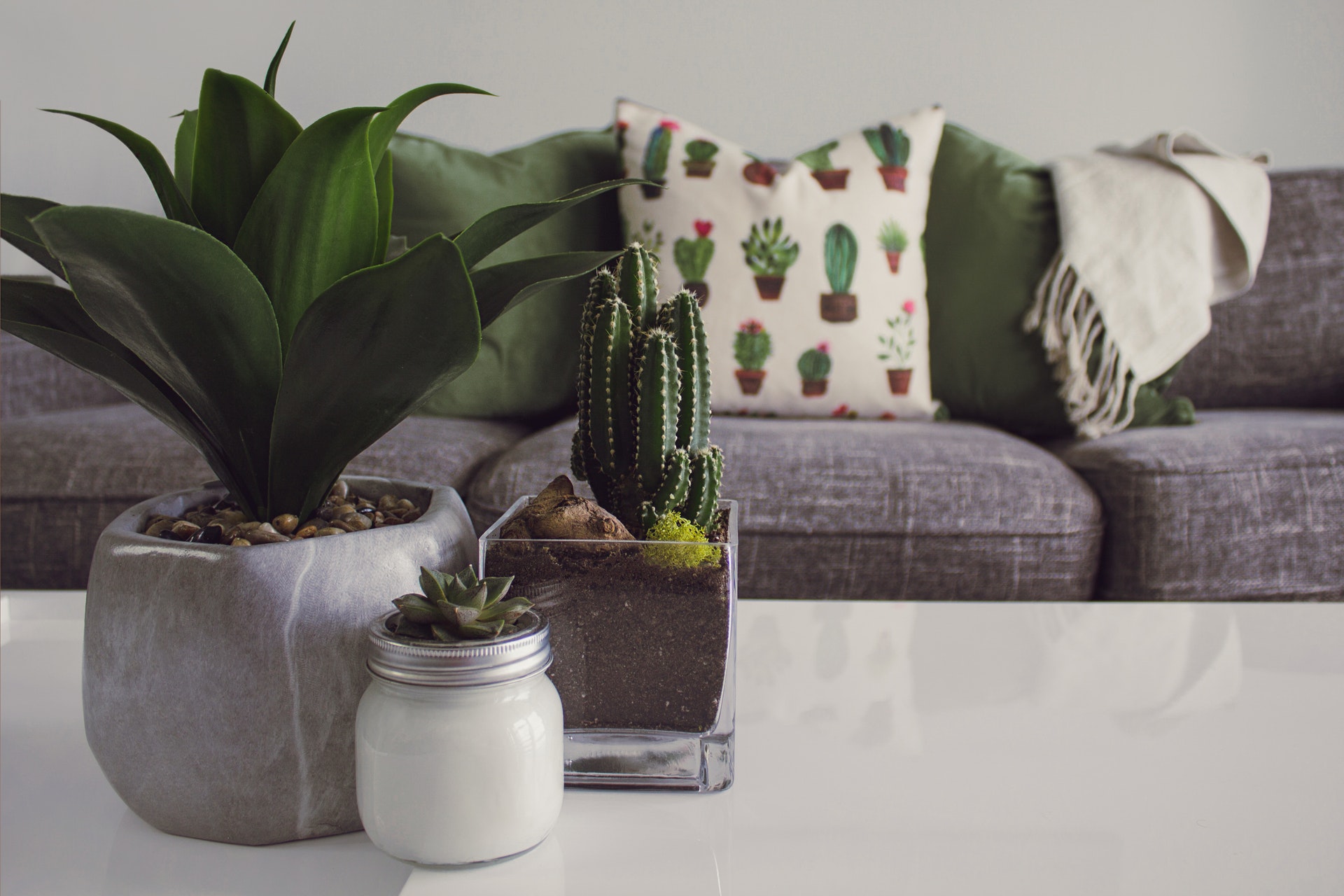 cactus-cactus-plant-contemporary-1005058 cactus-cactus-plant-contemporary-1005058